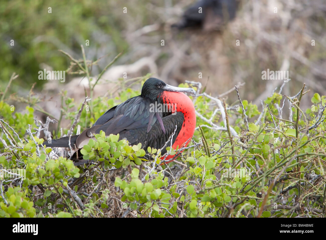 Magnificent Frigatebird (Fregata magnificens), male with his red gular ...