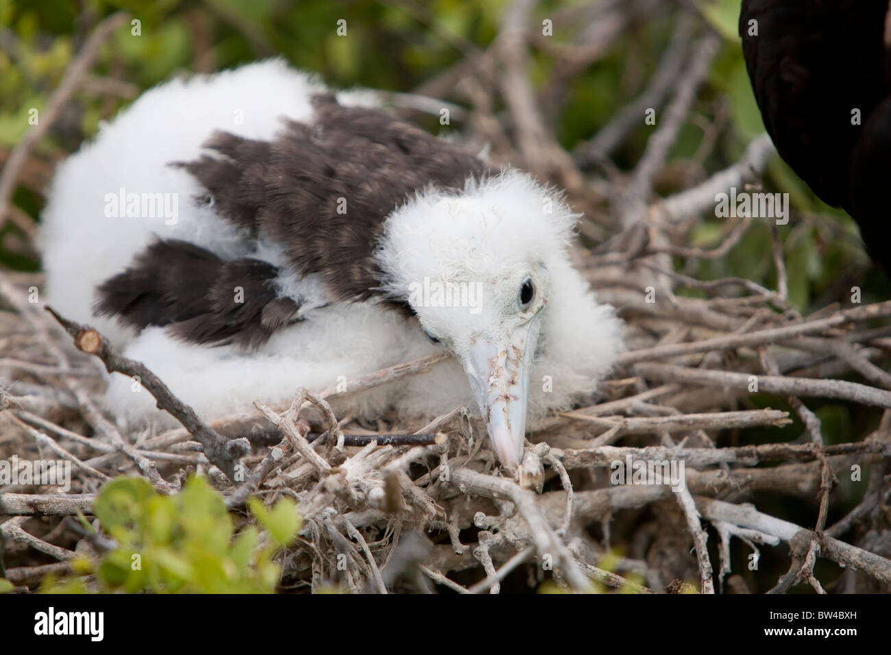 Magnificent Frigatebird (Fregata magnificens) downy chick in a nest on North Seymour Island, Galapagos. Stock Photo