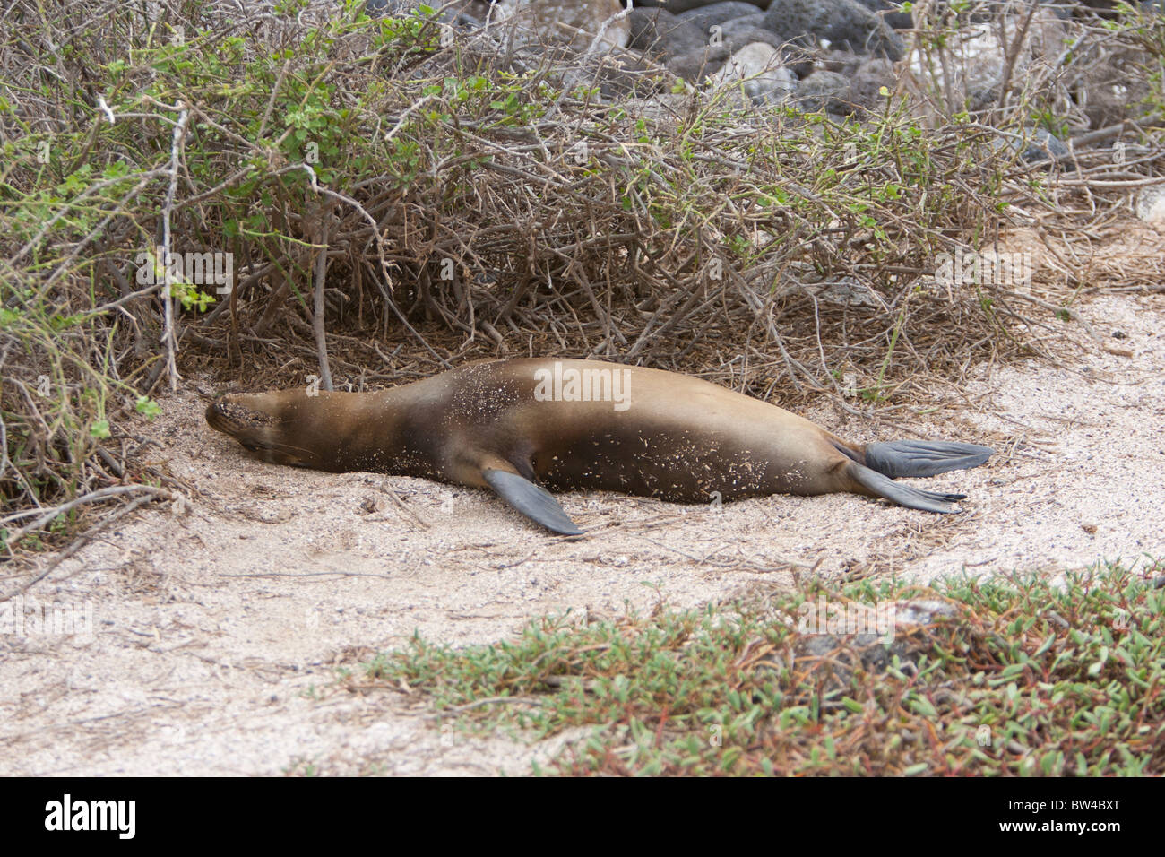 Galapagos Sea Lion (Zalophus californianus wollebacki), juvenile laying on it's back like a drunken sailor on North Seymour Isla Stock Photo