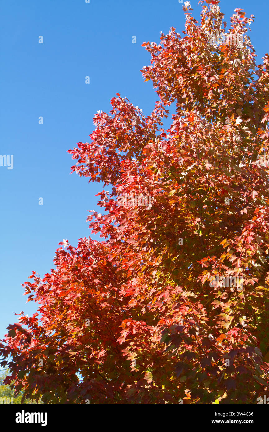 A Red Maple tree (Acer Rubrum) on a clear sky day in the Fall season in SC, USA. Stock Photo
