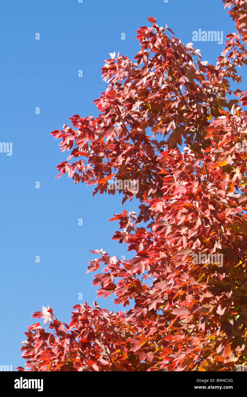 Close-up of the branches of a Red Maple tree (Acer Rubrum) on a clear sky day in the Fall season in SC, USA. Stock Photo