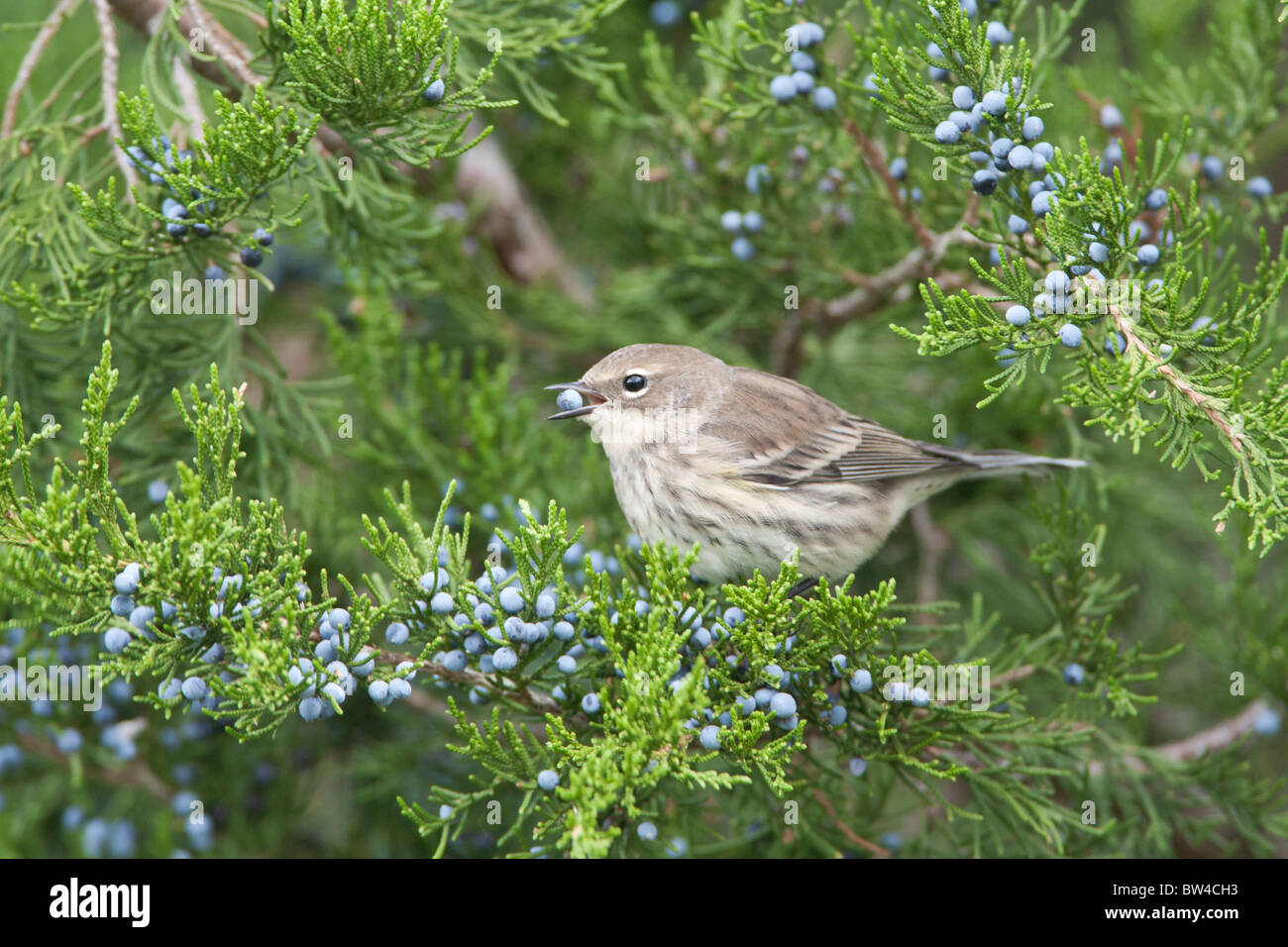 Yellowrumped Warbler perched in Juniper eating berries Stock Photo Alamy