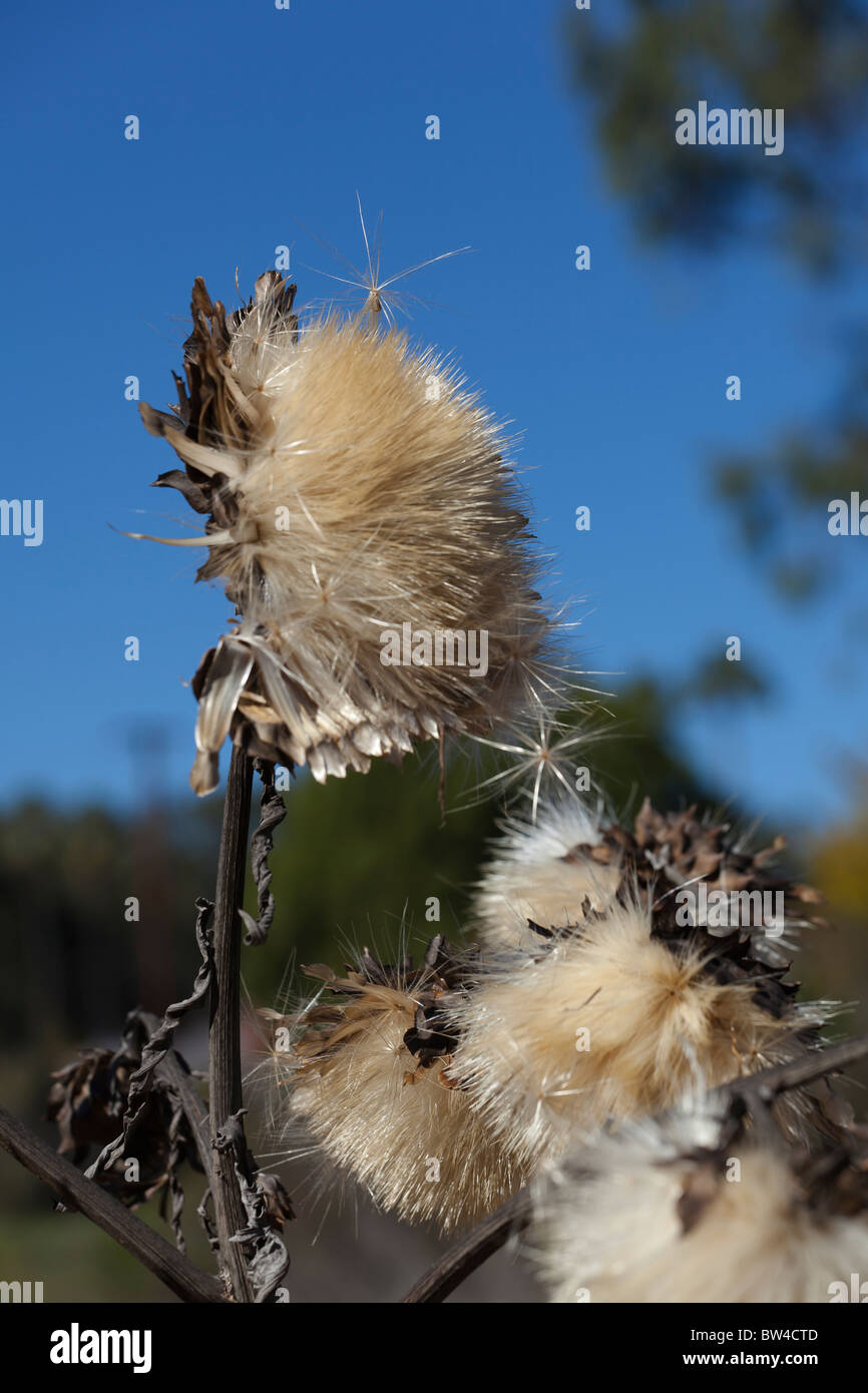 Thistle plant about to release an abundant amount of seeds into nature. Sharp selective focus. Stock Photo