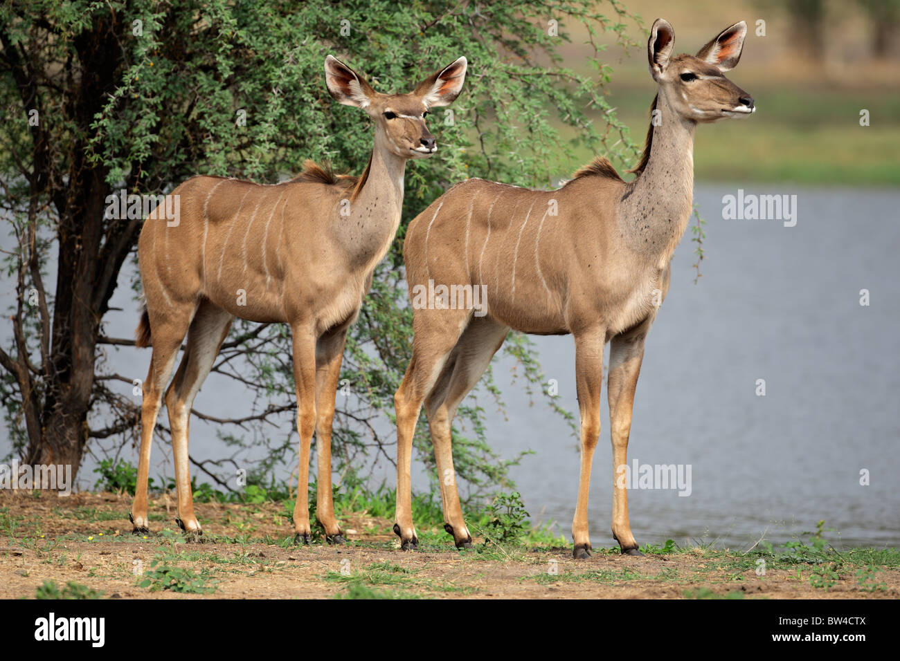 Two female kudu antelope (Tragelaphus strepsiceros), South Africa Stock Photo