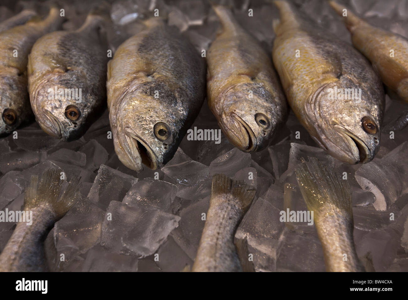 Fresh fish on ice waiting to be purchased in market in Los Angeles