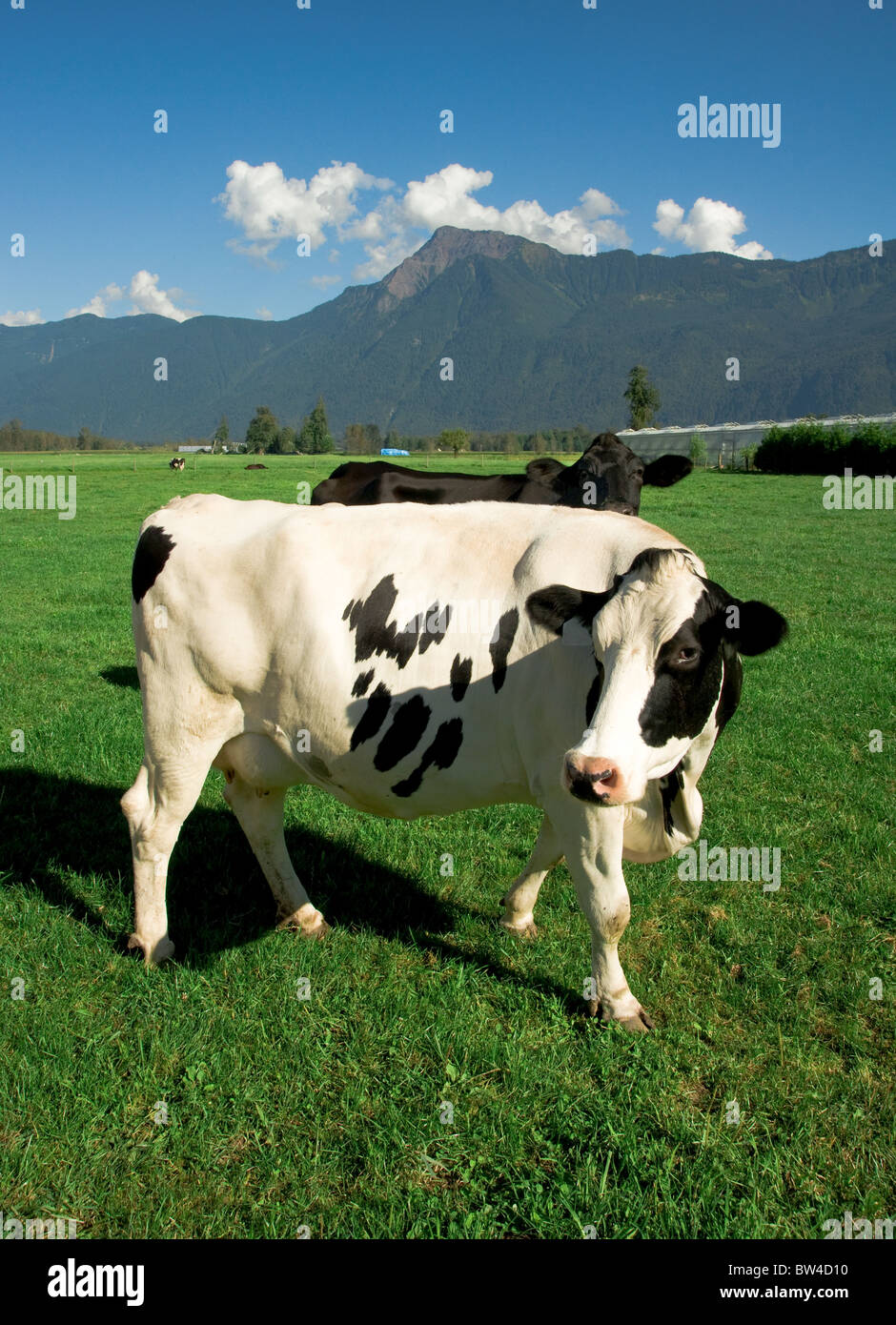Holstein dairy cows graze on a grassy farm field Stock Photo