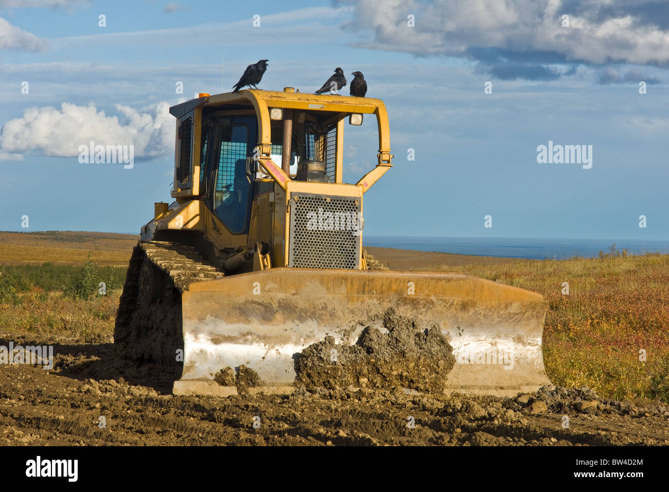 A group of ravens chatter on top of a piece of road building equipment Stock Photo