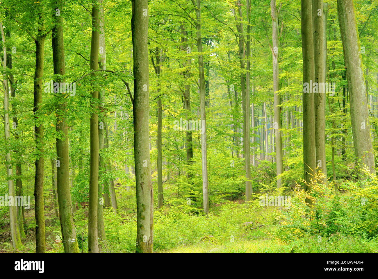 Buchenwald im Herbst - beech forest in fall 07 Stock Photo