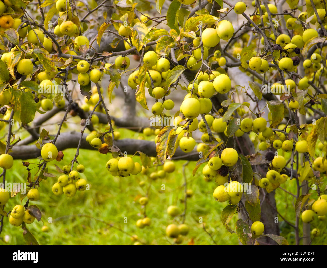 View of the wild apple tree with lots of fruits Stock Photo Alamy