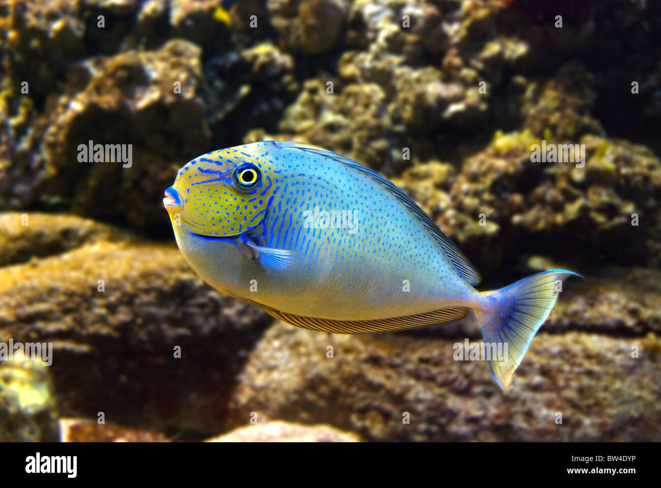 Blue fish in aquarium Stock Photo