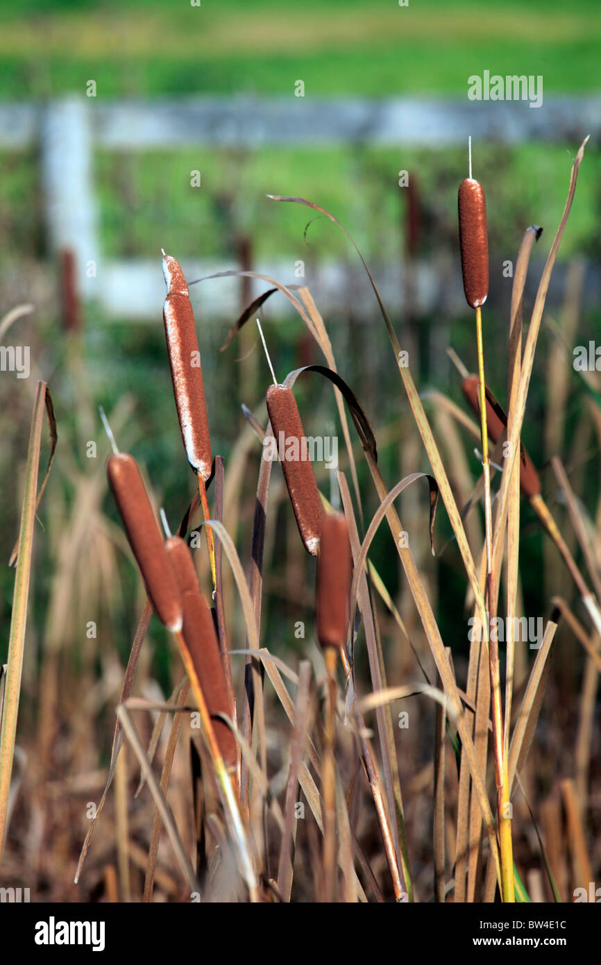 Bulrush, Typha latifolia also known as Reed Mace Stock Photo Alamy