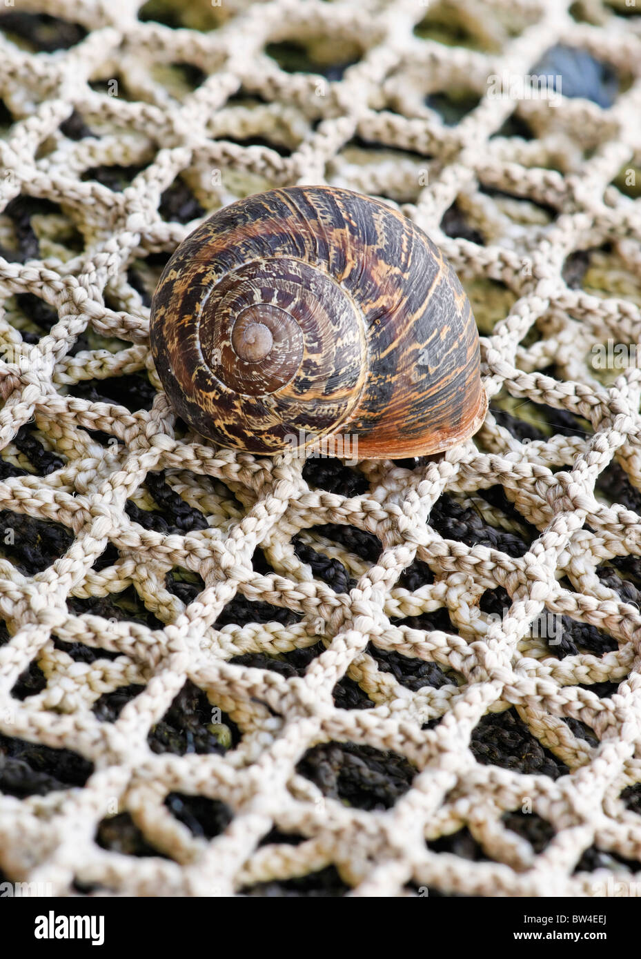 A land snail on a fishing net, with a right-handed shell. Terrestrial gastropod mollusk. Stock Photo