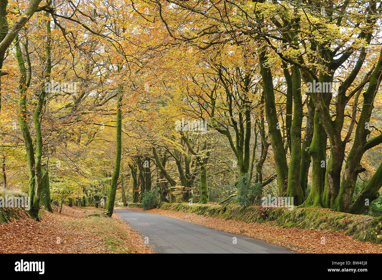 Autumn colours at a quiet country lane, Haldon, Nr Exeter Stock Photo