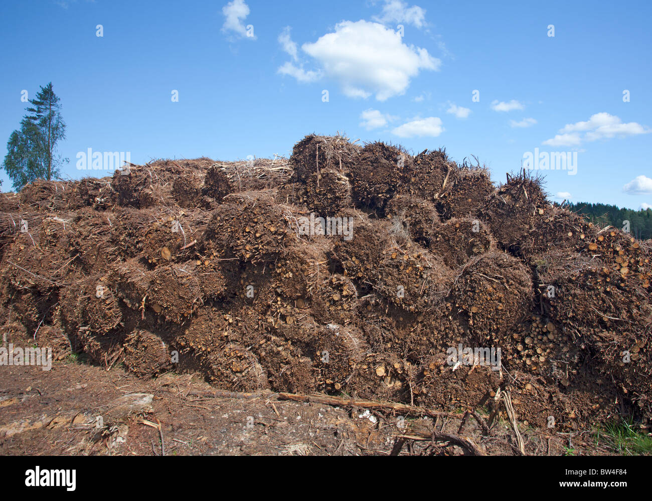 Energy wood  ( branches etc ) collected from clear cutting area and bundled as bales and later burned in power plants , Finland Stock Photo