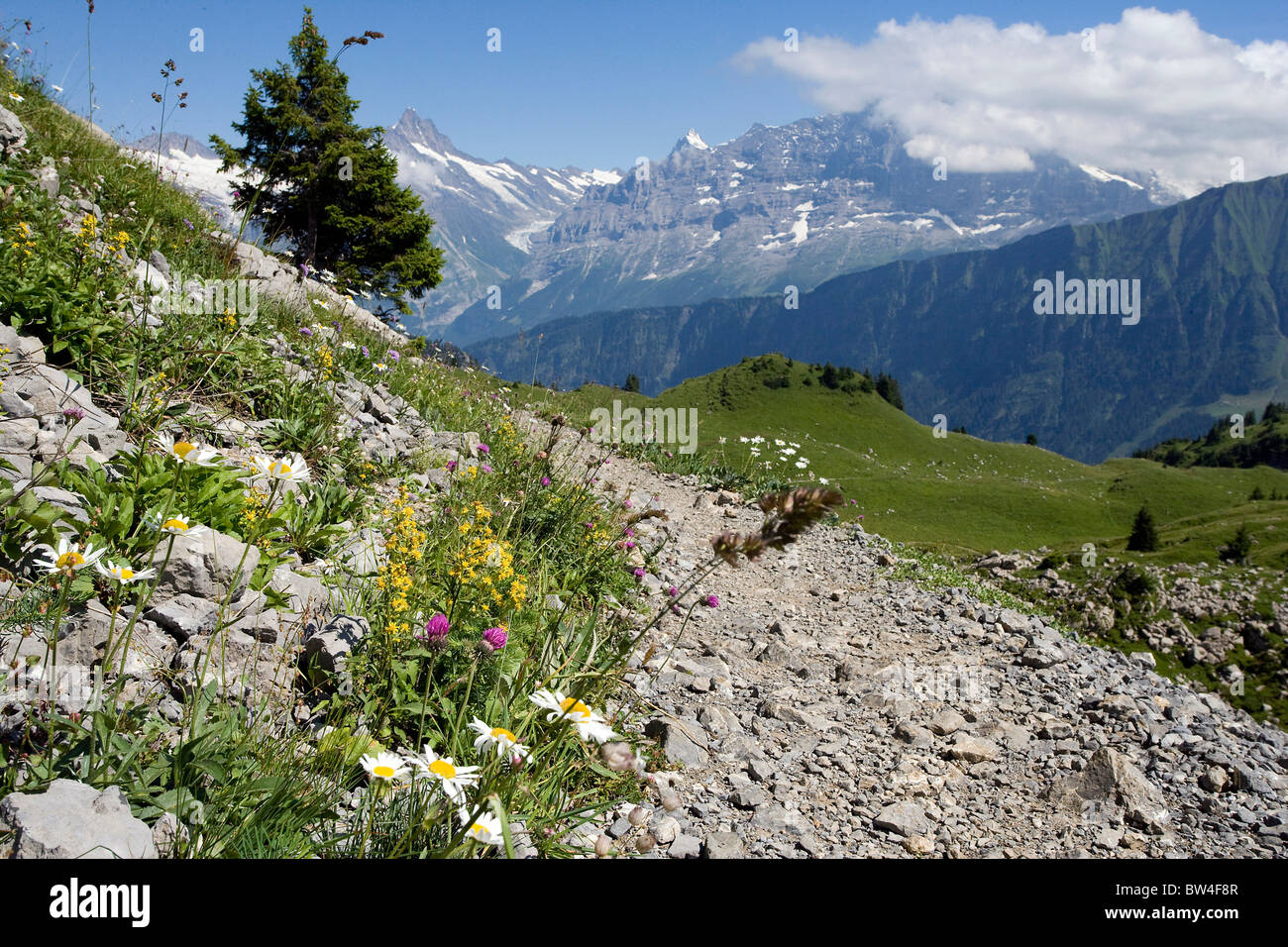 Wild flowers on a path at Schynige Platte, Switzerland Stock Photo