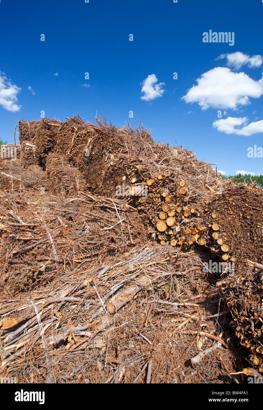Energy wood ( logging residue ) collected from clear cutting area and later burned in power plants , Finland Stock Photo