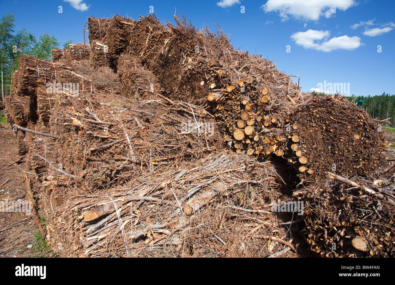 Energy wood collected from clear cutting area and later burned in power plants , Finland Stock Photo