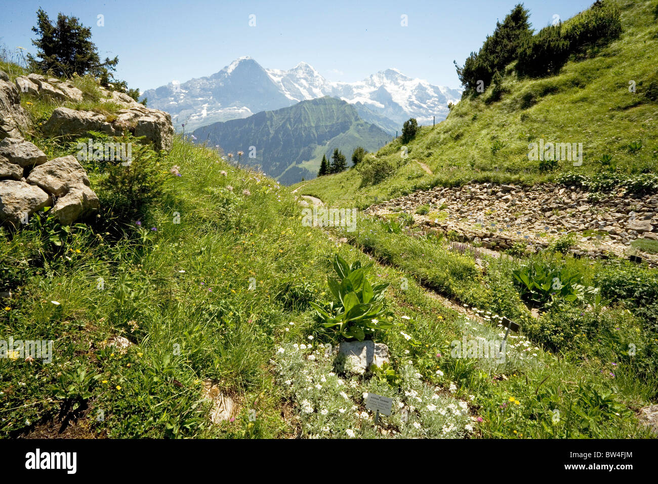 Wild flowers and mountain views at Schynige Platte, Switzerland Stock Photo