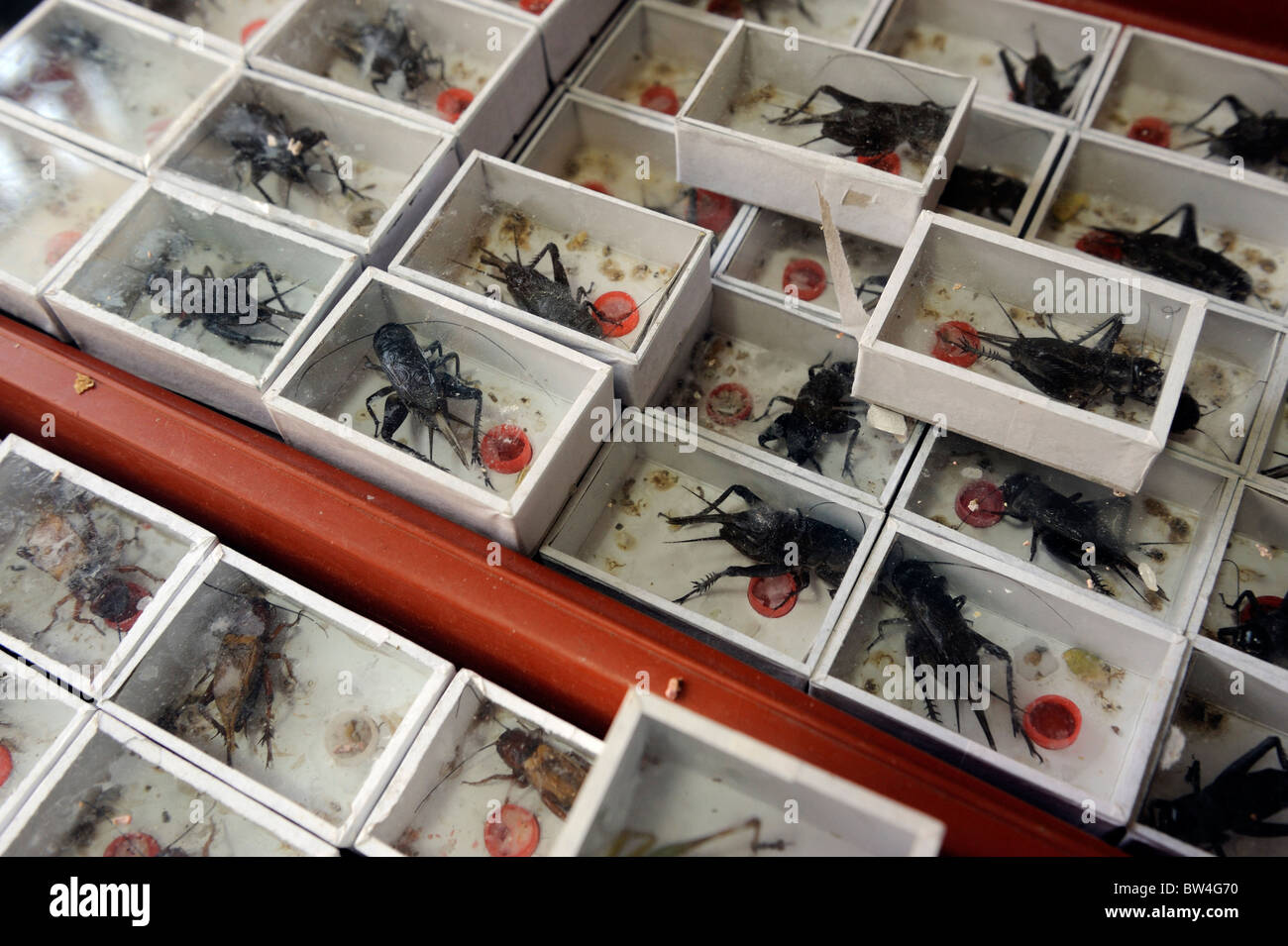 The crickets hires stock photography and images Alamy