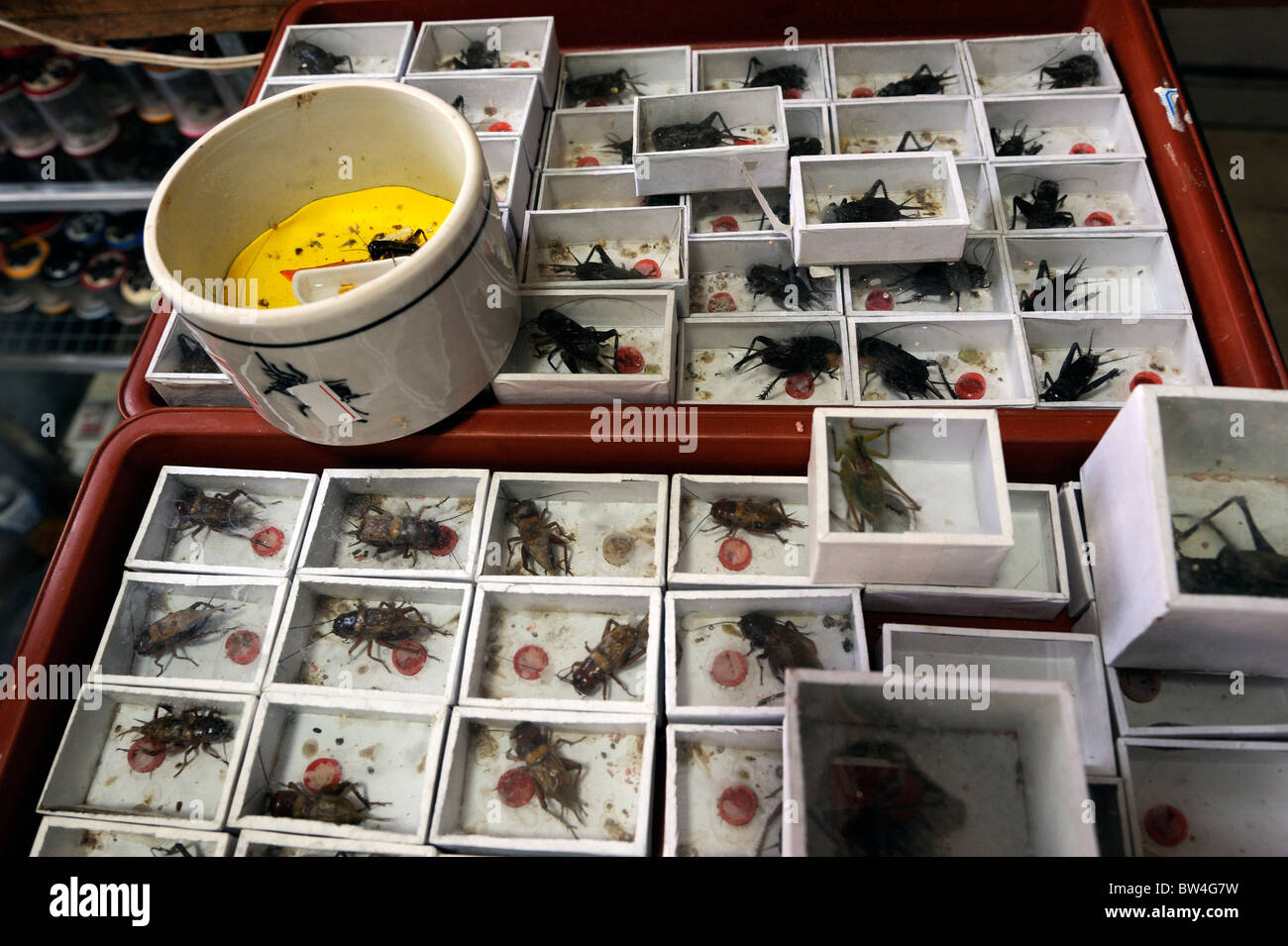 Crickets and other insects for sale in a pet market in Qingdao, Shandong province, China. Stock Photo