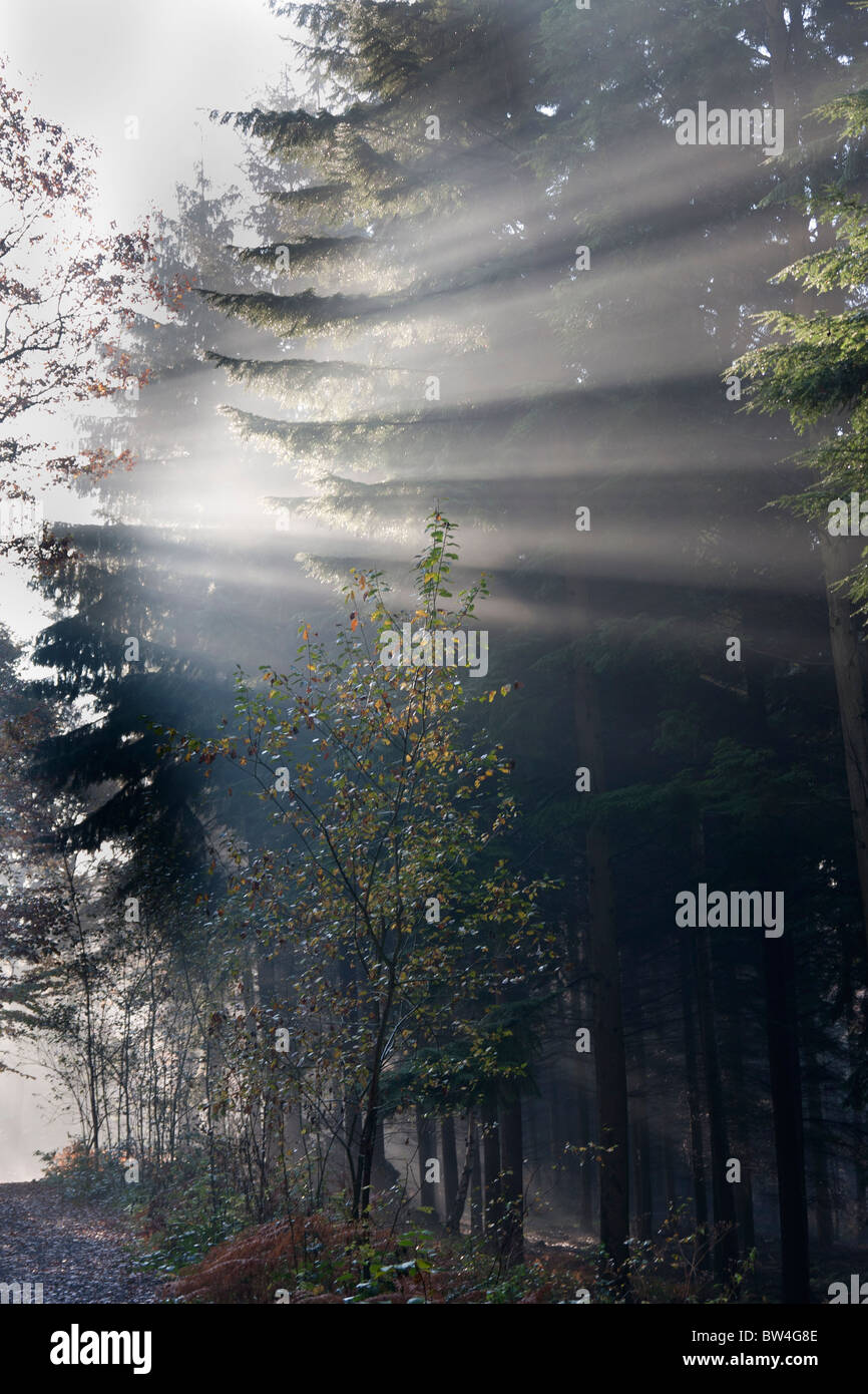 Mist misty trees hi-res stock photography and images - Alamy