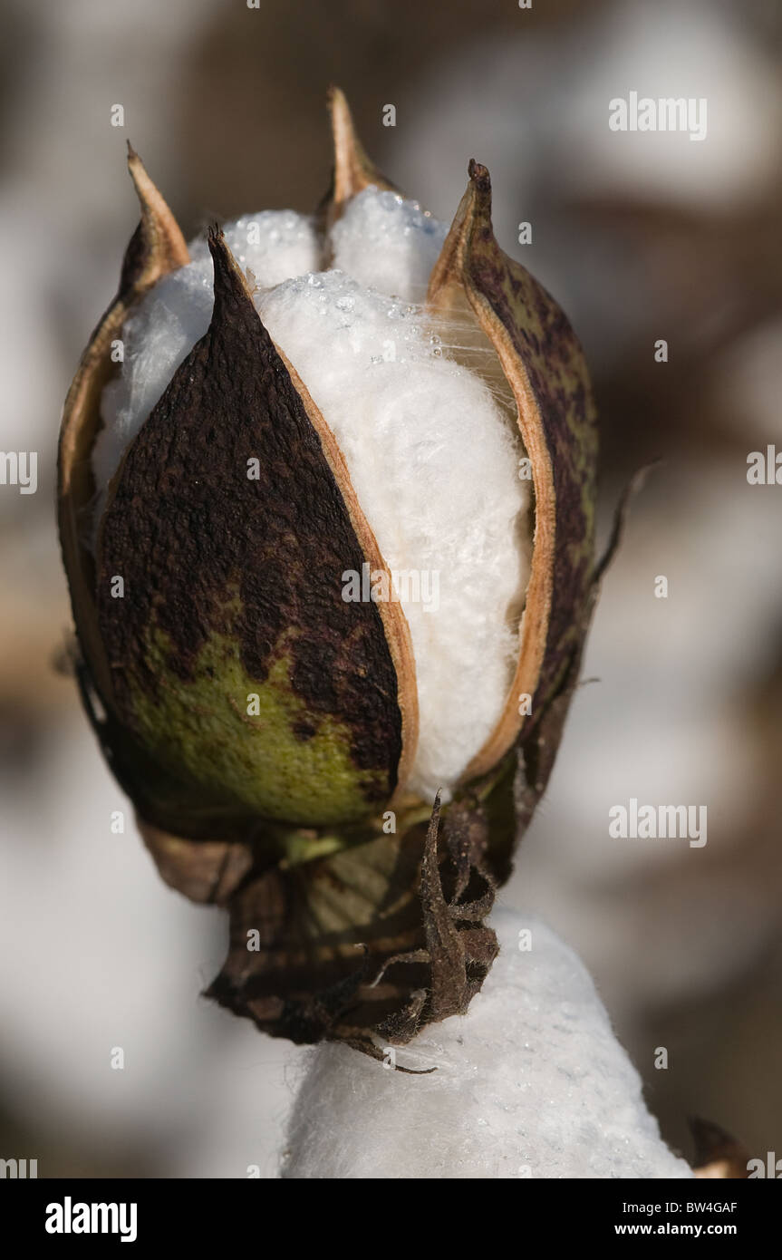 Field of cotton blooming and ready to pick North Carolina USA Stock