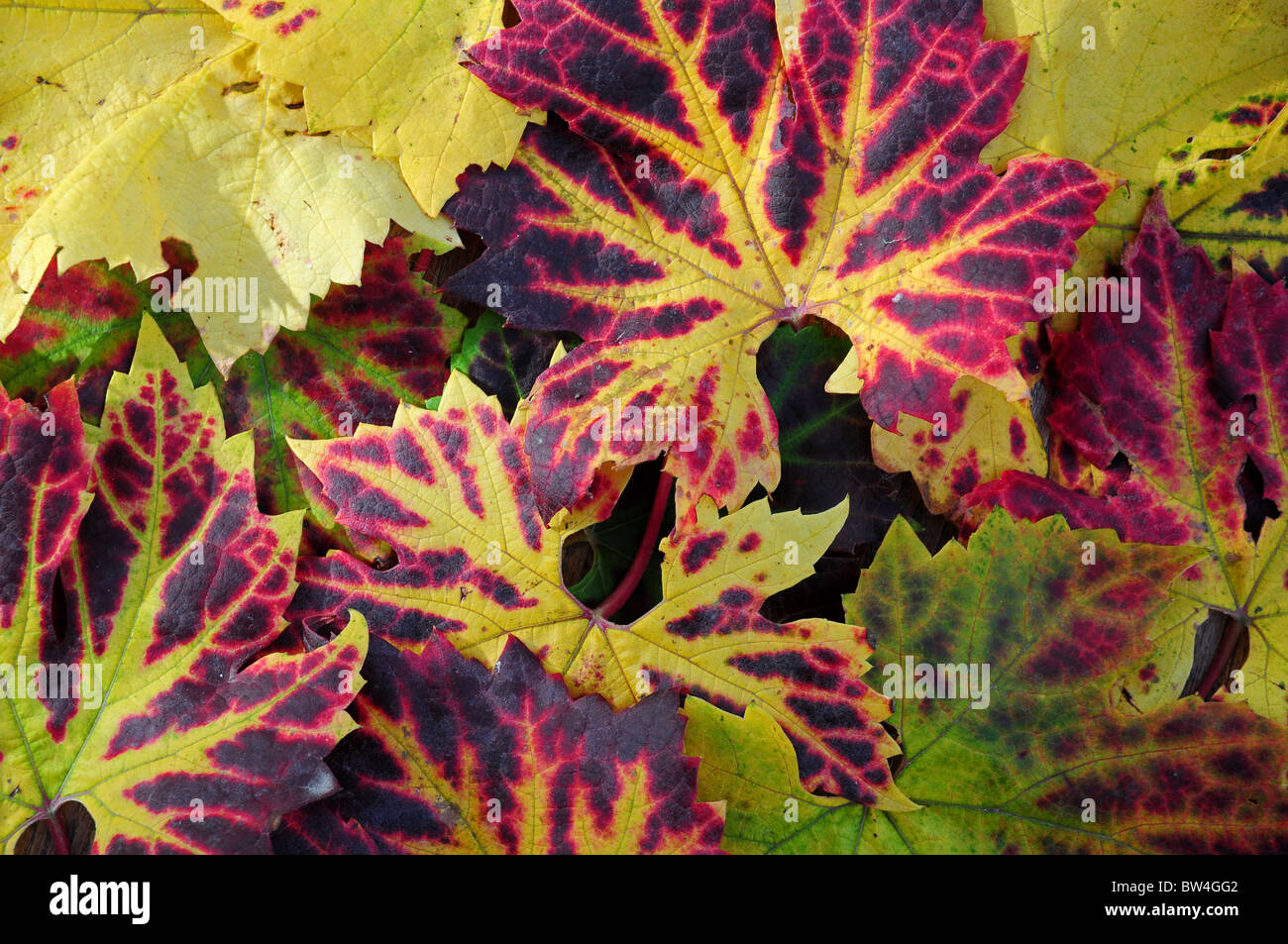 Leaves of grapevine. Autumn. Vitis vinifera Brant Stock Photo