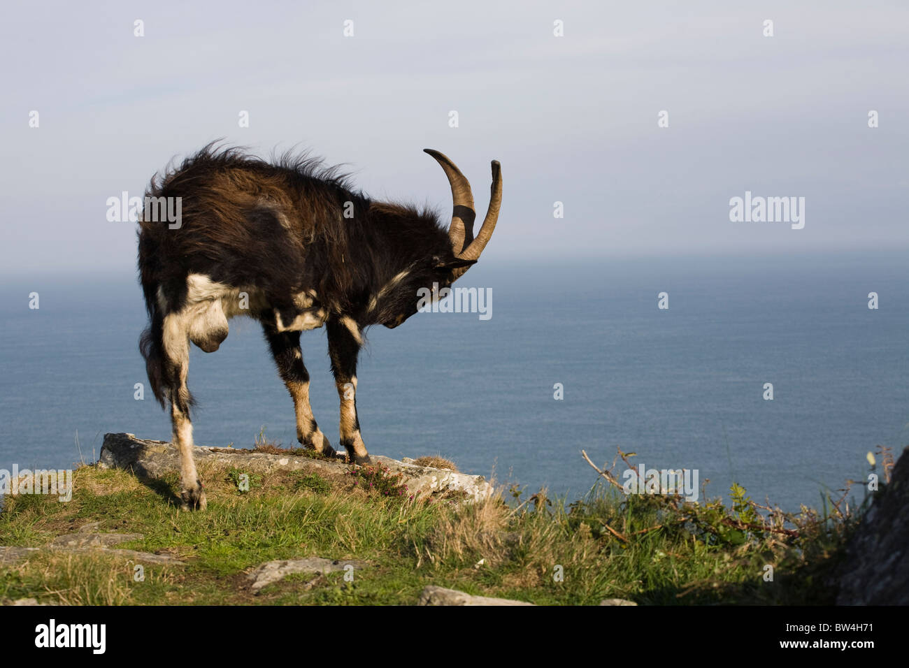 Feral Goat in Valley of the Rocks, Lynton Stock Photo