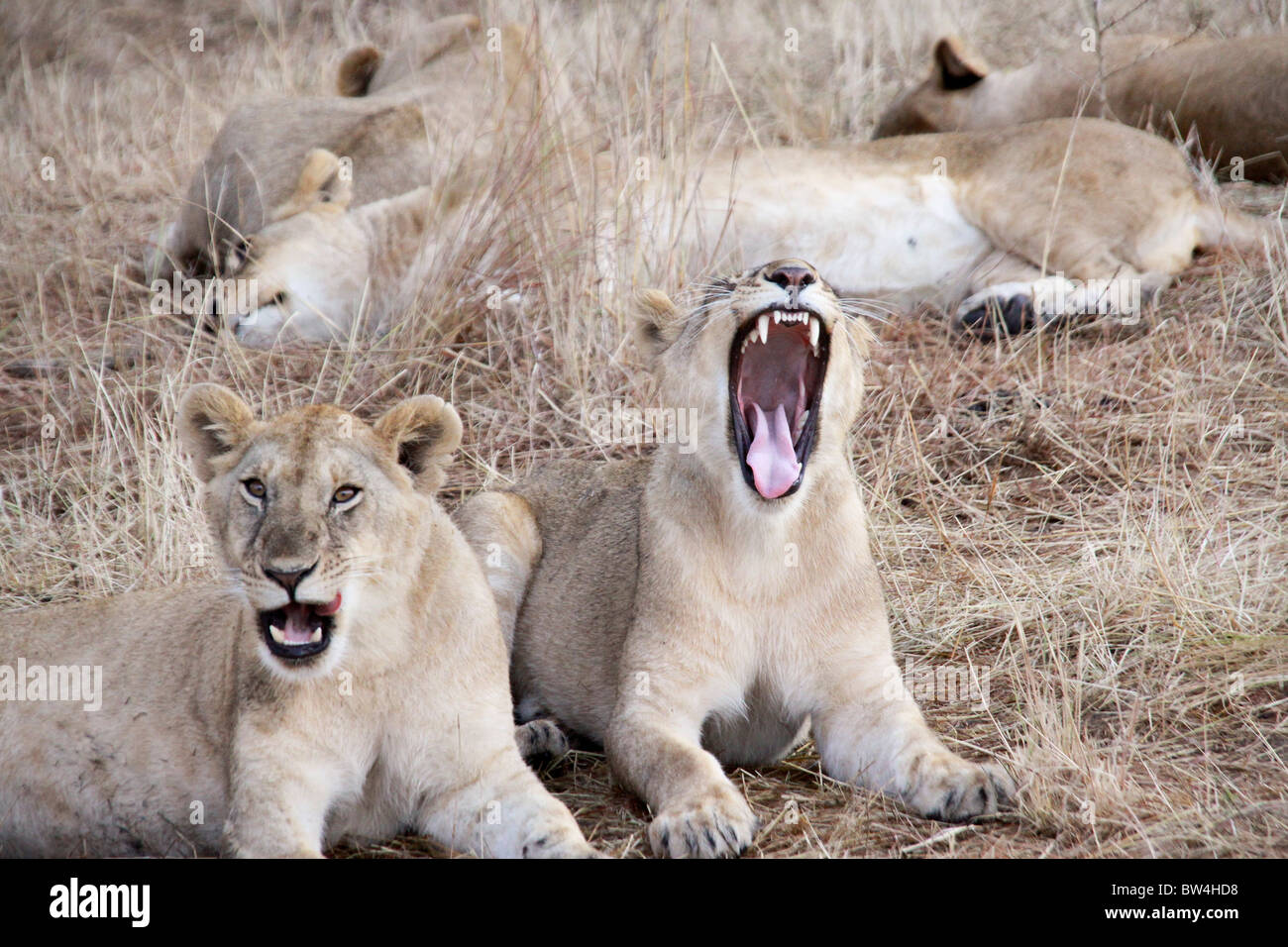 Masai Mara Lions Yawning High Resolution Stock Photography and Images ...