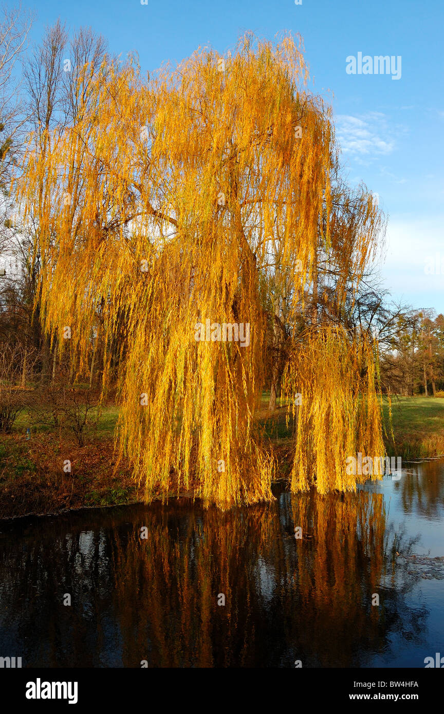 Weeping Willow Tree In Fall