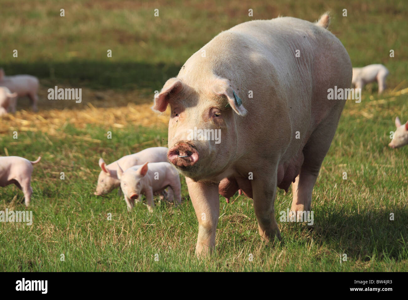 A pig farm in Brittany, France Stock Photo Alamy