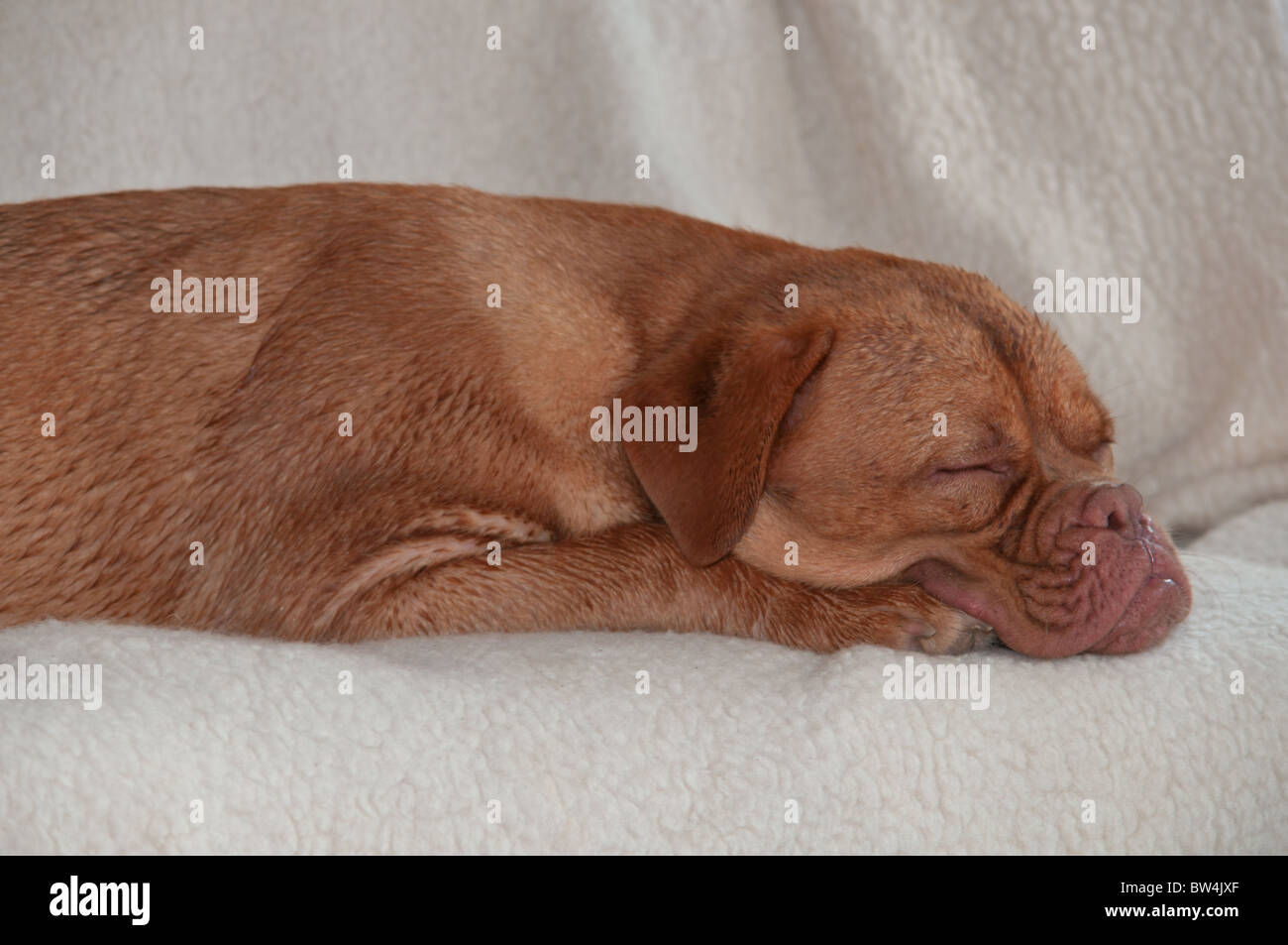 Sweet puppy sleeping on sofa Stock Photo - Alamy