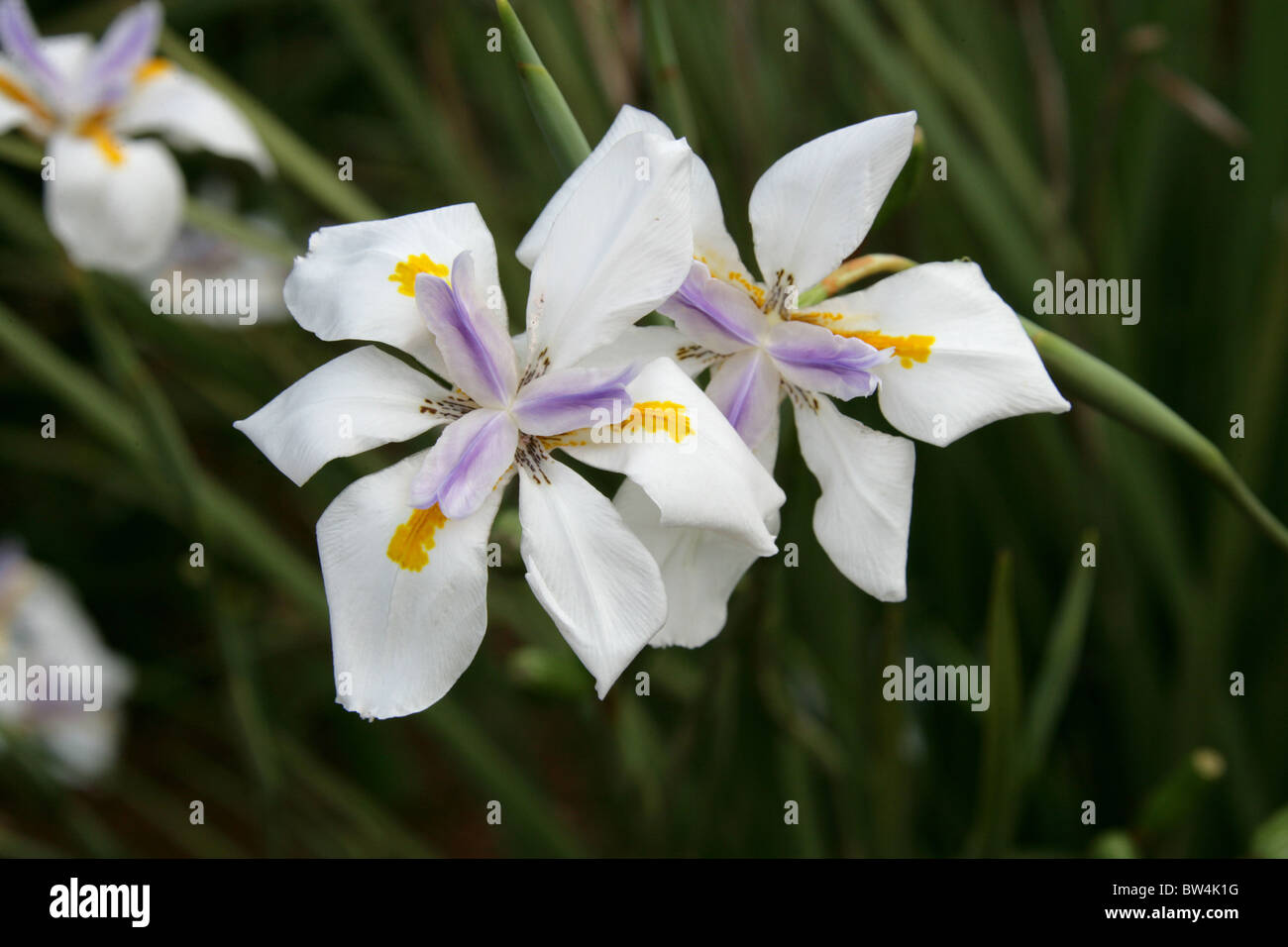 Large Wild Iris, Fairy Iris, Dietes grandiflora, Iridaceae. Pilgrim's ...