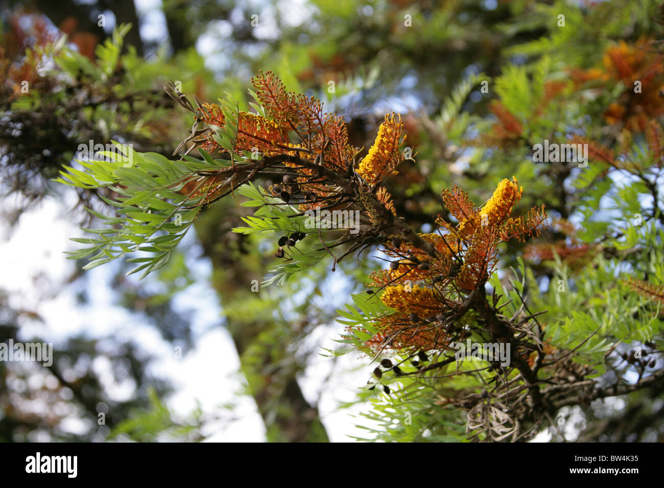 Southern Silky Oak, Silky-oak, or Australian Silver-oak, Grevillea robusta, Proteaceae. Mpumalanga, South Africa. Stock Photo