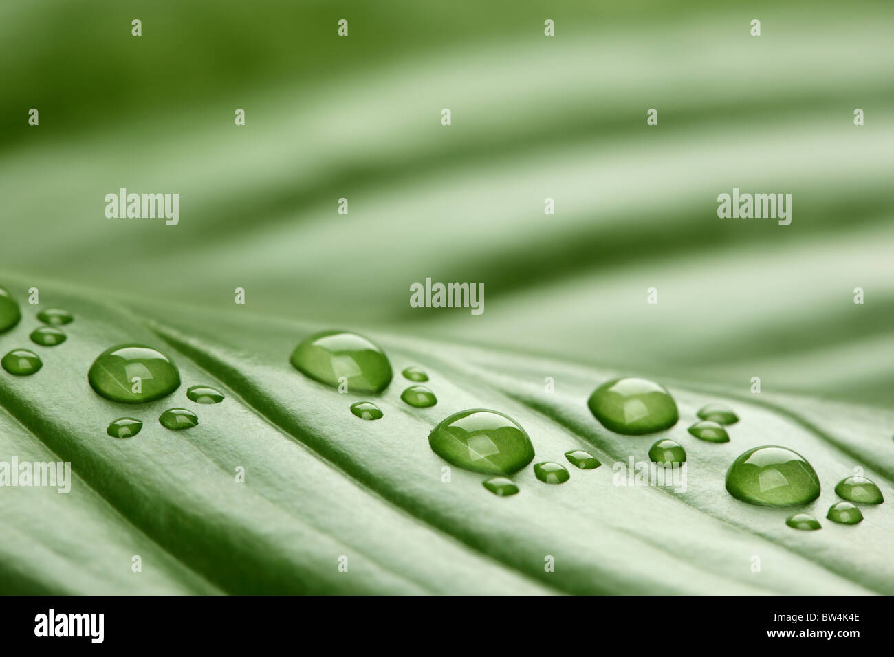 Footprint water drops on leaf Stock Photo
