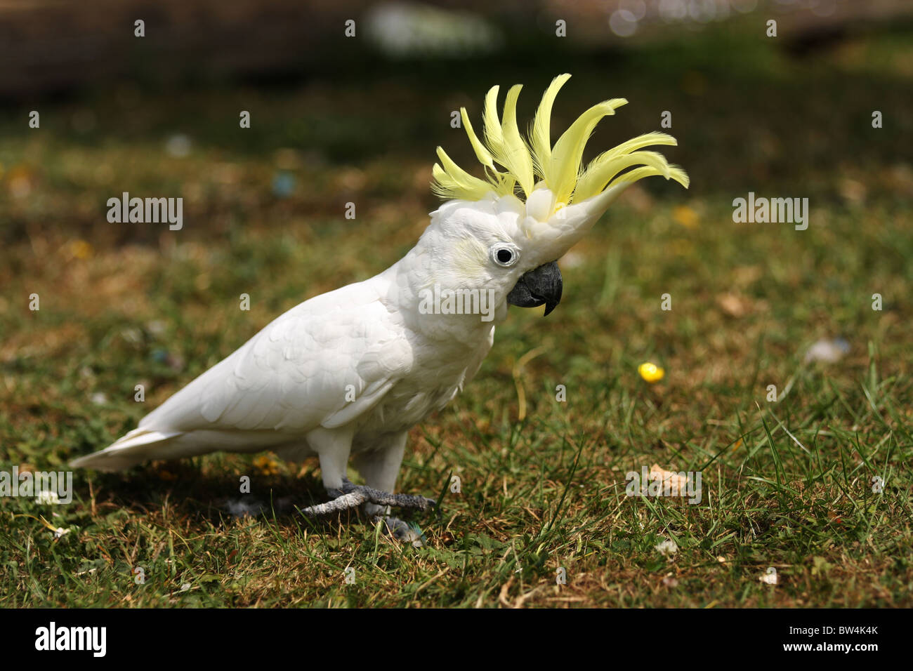 A Lesser Sulphur Crested Cockatoo walking on grass with his crest erect