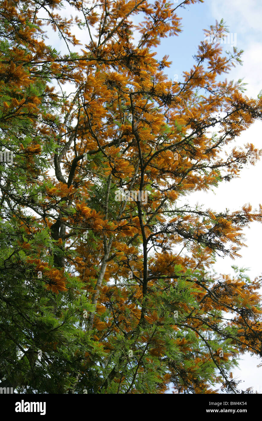 Southern Silky Oak, Silky-oak, or Australian Silver-oak, Grevillea robusta, Proteaceae. Mpumalanga, South Africa. Stock Photo