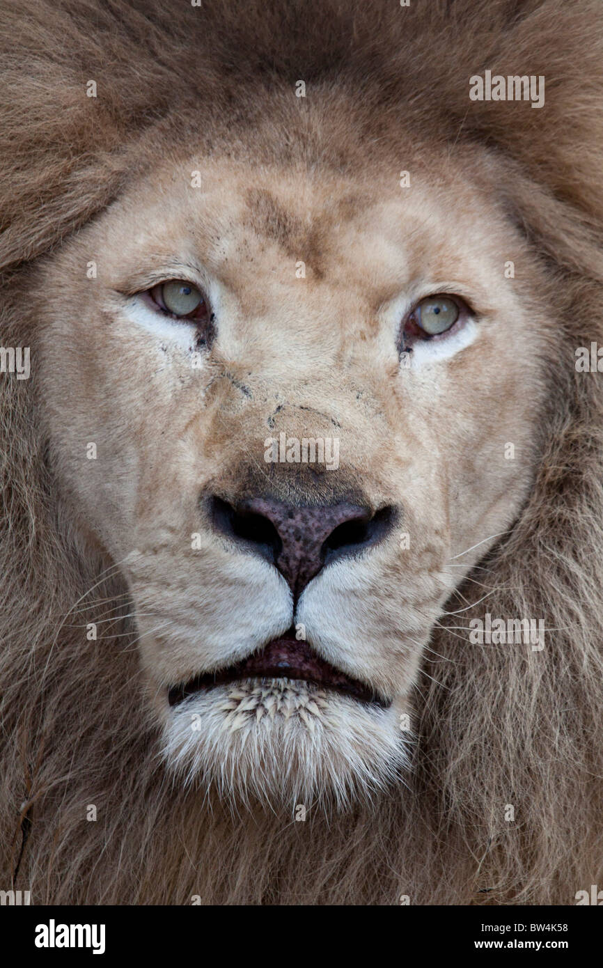 White Lion Male High Resolution Stock Photography and Images - Alamy