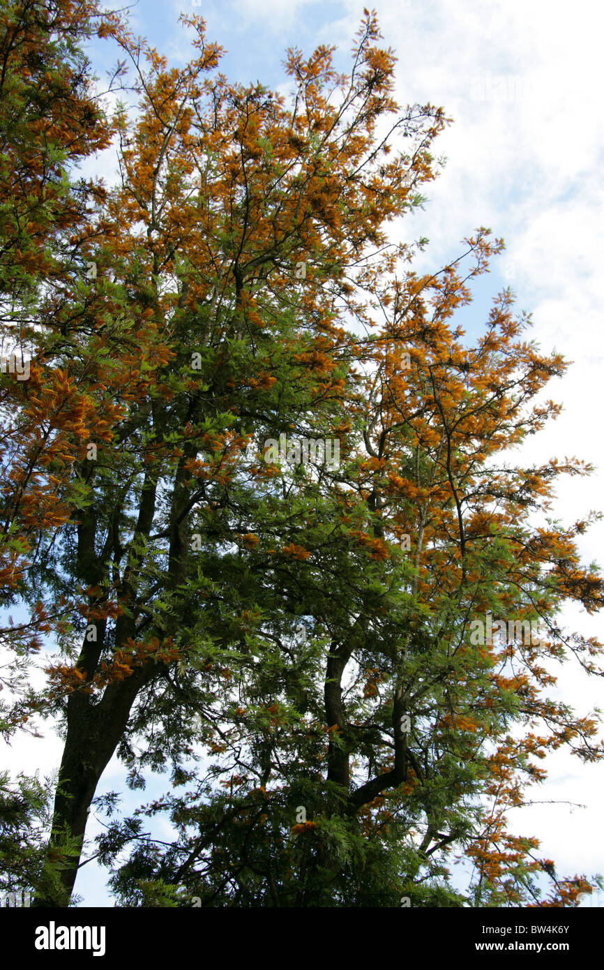 Southern Silky Oak, Silky-oak, or Australian Silver-oak, Grevillea robusta, Proteaceae. Mpumalanga, South Africa. Stock Photo