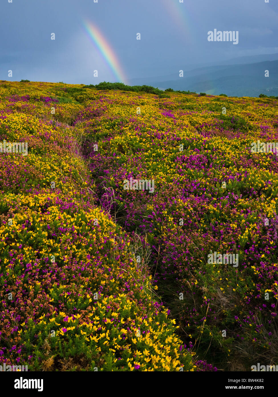Double rainbow over Heather and Gorse on North Hill in the Exmoor National Park, Selworthy, Somerset, England. Stock Photo