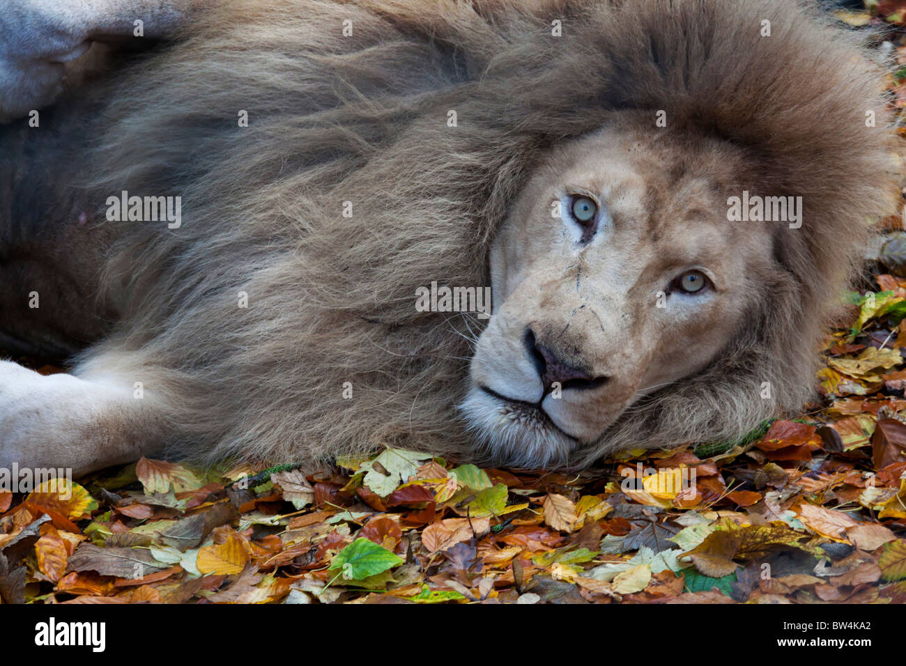Male white lion Stock Photo