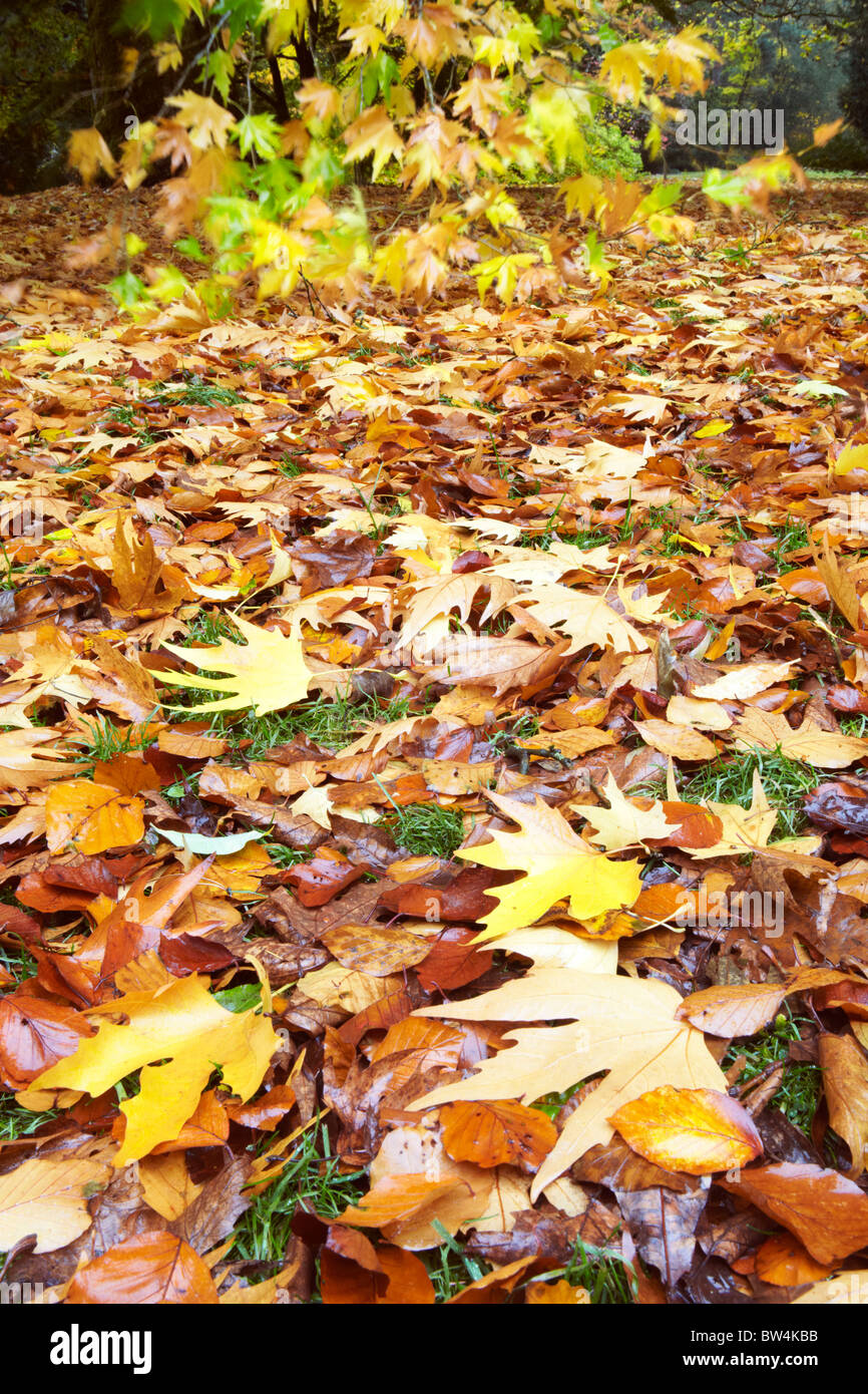 Westonbirt arboretum autumn hi-res stock photography and images - Alamy