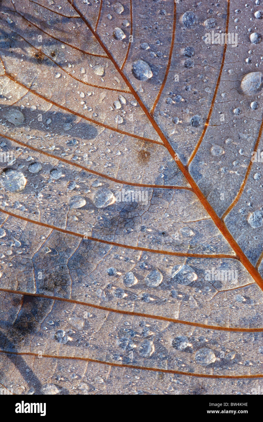 Gold magnolia leaves hires stock photography and images Alamy