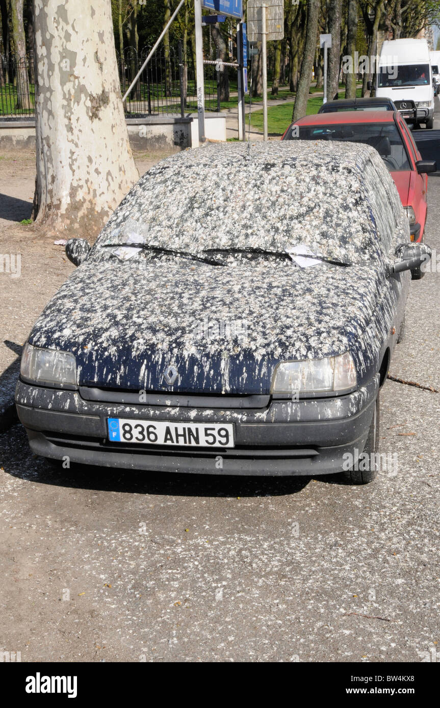 Car parked under a tree covered in bird droppings and with multiple Parking Tickets. Stock Photo