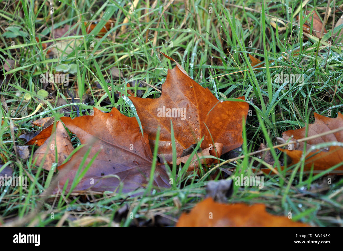 wet Autumn leaves on a woodland path. Stock Photo