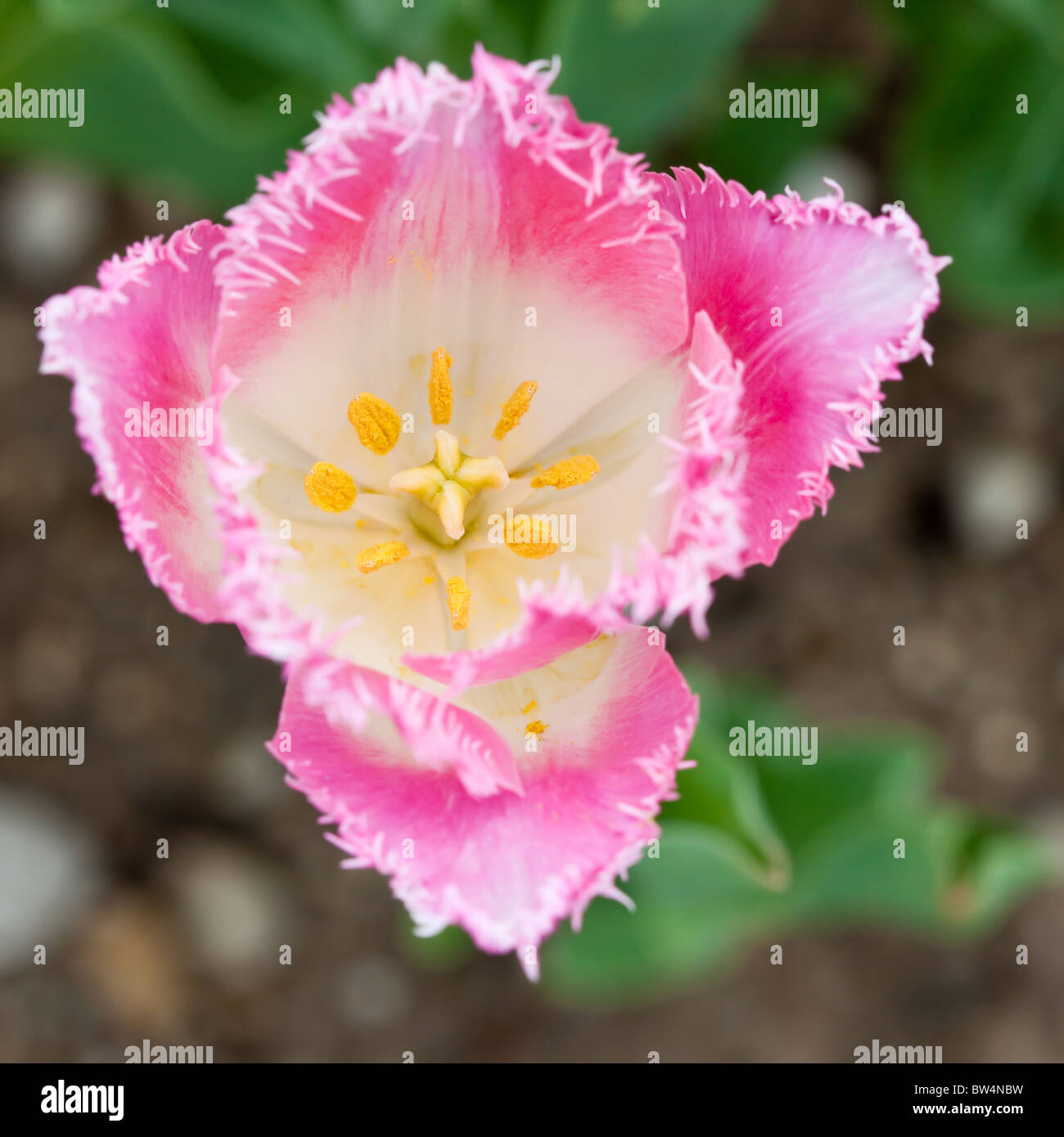 Tulip Fancy Frills High Resolution Stock Photography And Images Alamy