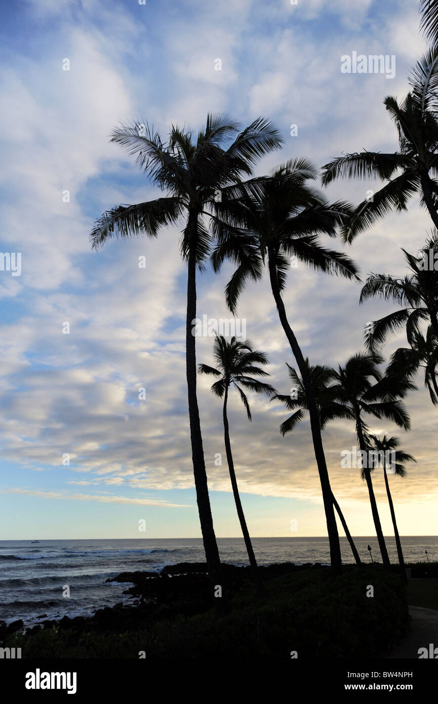 Palm tree sunset hawaii hi-res stock photography and images - Alamy