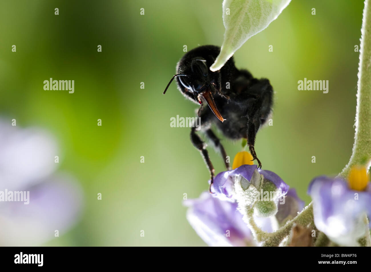 Bumblebee hair hi-res stock photography and images - Alamy