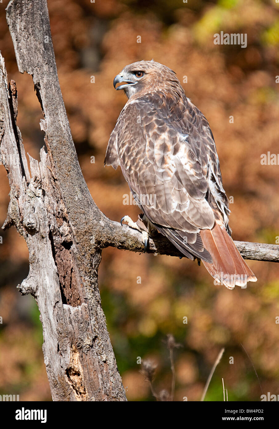 Game bird for sale hires stock photography and images Alamy