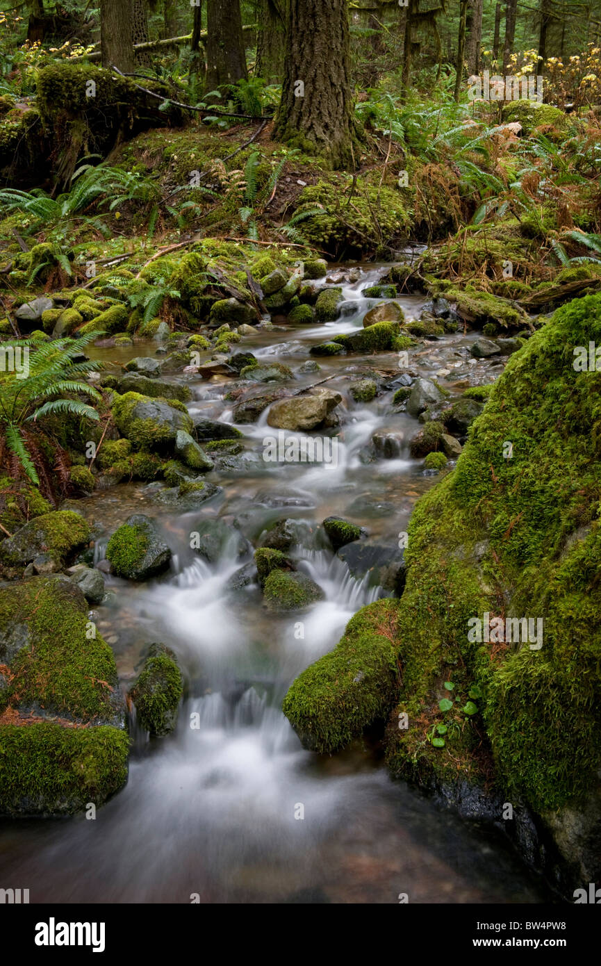 This beautiful small creek near Nooksack Falls, Washington,  is an excellent example of a rain forest environment. Stock Photo
